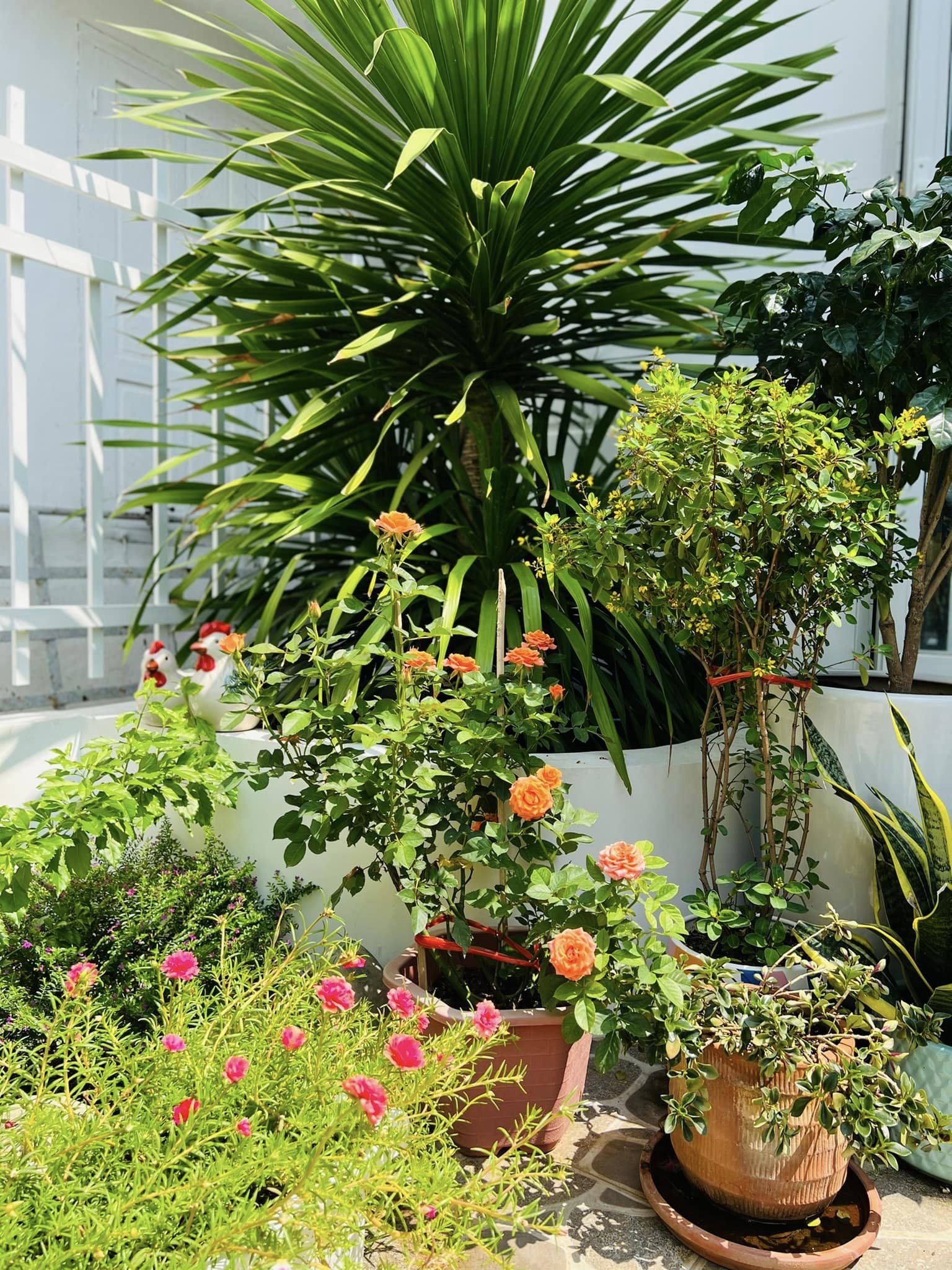 Bỏ phố về biển, bà mẹ 2 con tự thiết kế ngôi nhà nhỏ xinh với khoảng sân đầy nắng và cây xanh-14