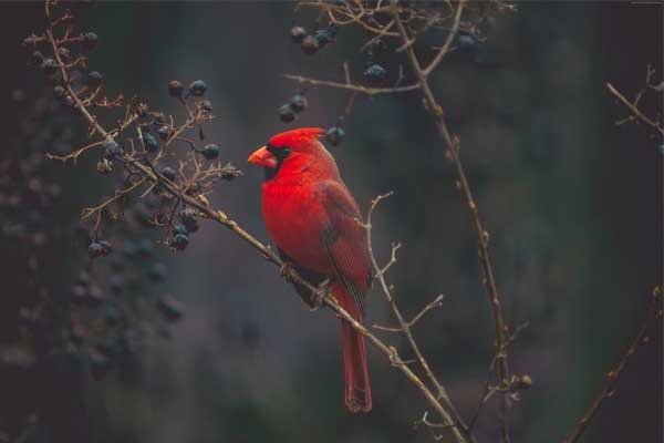Tử vi ngày 20/6/2023: Tuổi Thìn may mắn kề bên, tuổi Tỵ nhận tin tốt lành-4