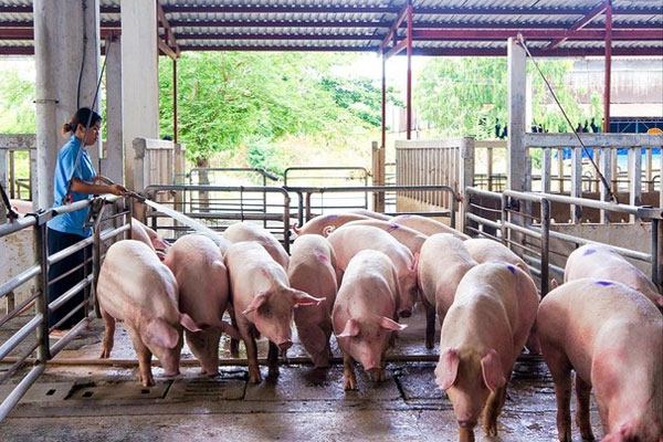 Giá lợn hơi tăng mạnh, dân dè dặt tái đàn-1