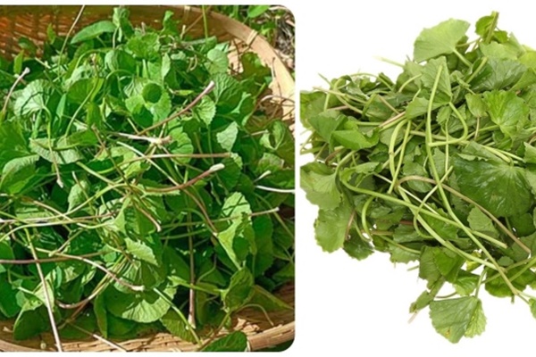 Điều gì xảy ra khi bạn uống nước rau má?-2