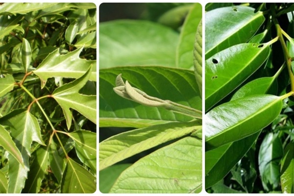 Những loại lá tưởng chừng vứt đi nhưng lại cực tốt cho sức khỏe-1