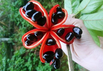 Tên giống một bộ phận của con gà, loại hạt đặc sản này dù chi tiền trước vẫn khó mua-1