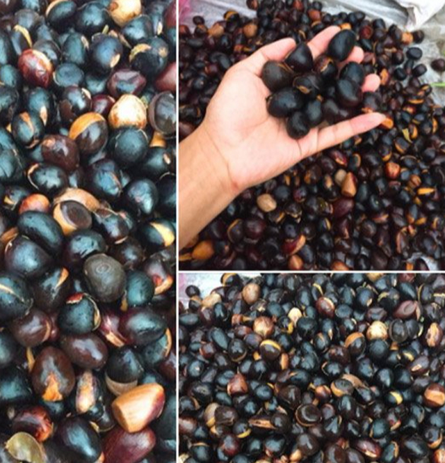 Tên giống một bộ phận của con gà, loại hạt đặc sản này dù chi tiền trước vẫn khó mua-2