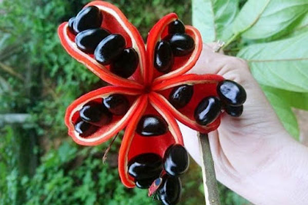 Loại quả trước đây được trồng làm cảnh, giờ trở thành món ăn đặc sản có giá đắt đỏ-3