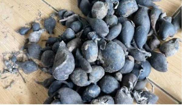 Lão nông đào được quả bóng đen sì, không ngờ giá trị bằng căn nhà trong thành phố-4