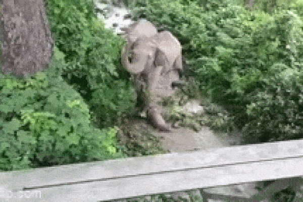 Clip: Kinh hoàng voi chặn xe tải để cướp thức ăn-1