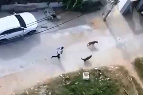 Thót tim cảnh chó Pitbull hung hăng truy đuổi 3 người đàn ông-1