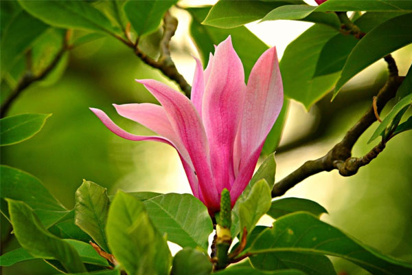 Nhạy bén hơn người, 3 con giáp ngược dòng thành công, cưỡi rồng đạp mây, no nê tiền của vào cuối tháng 6-4