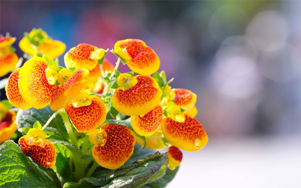 Tử vi ngày 22/6/2023 của 12 cung hoàng đạo: Song Tử nhiều ý tưởng, Ma Kết được yêu mến-2