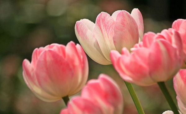 Nhạy bén hơn người, 3 con giáp ngược dòng thành công, cưỡi rồng đạp mây, no nê tiền của vào cuối tháng 6-3