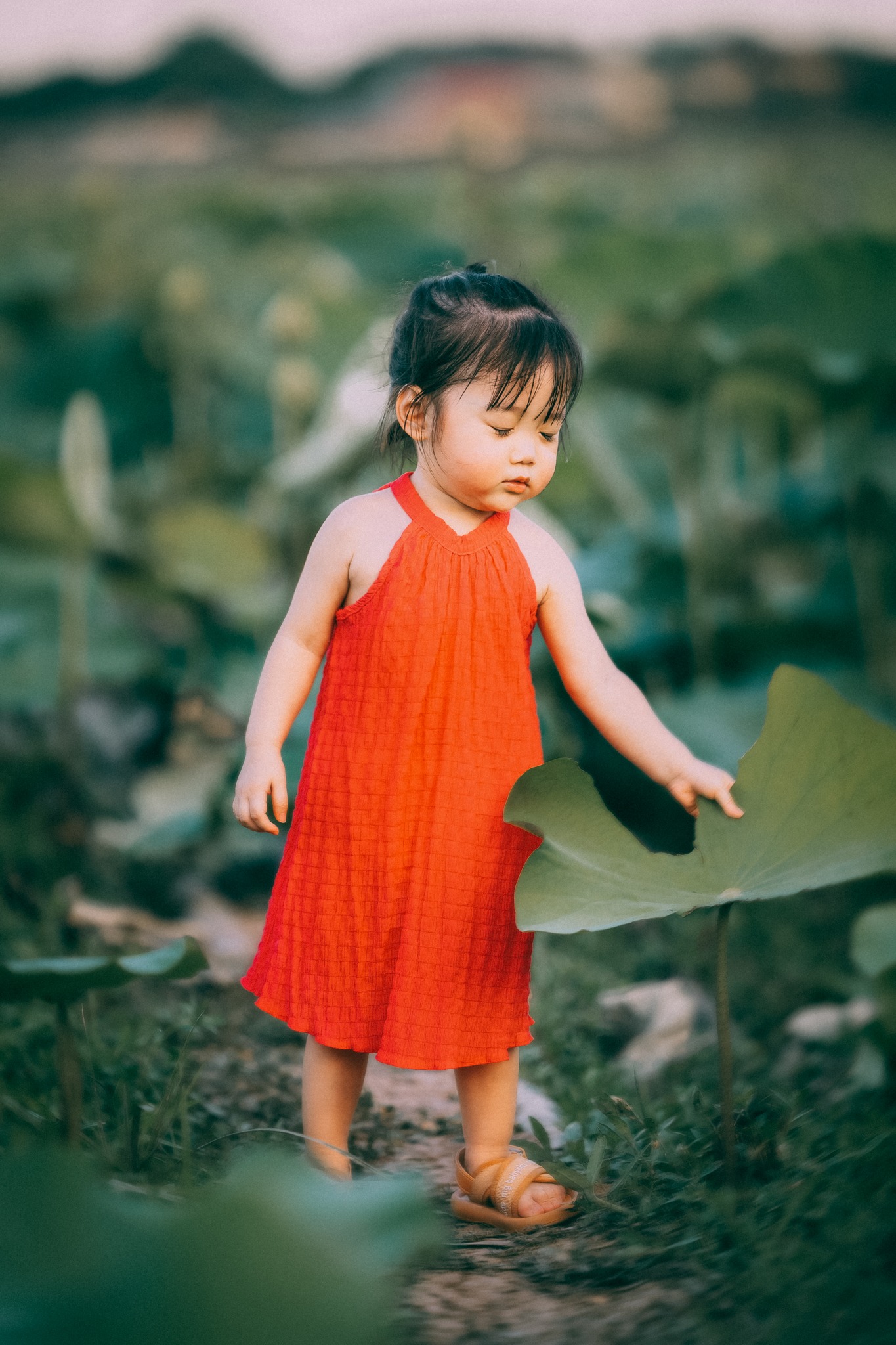 Tan chảy trước bộ ảnh ngọt ngào của bé gái 2 tuổi tạo dáng bên đầm sen-10