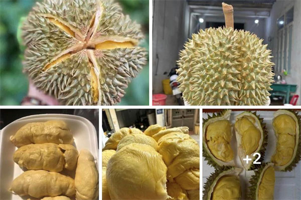 Loại quả trứ danh của Việt Nam bỗng nổi tiếng vì thành biểu tượng giàu sang-2