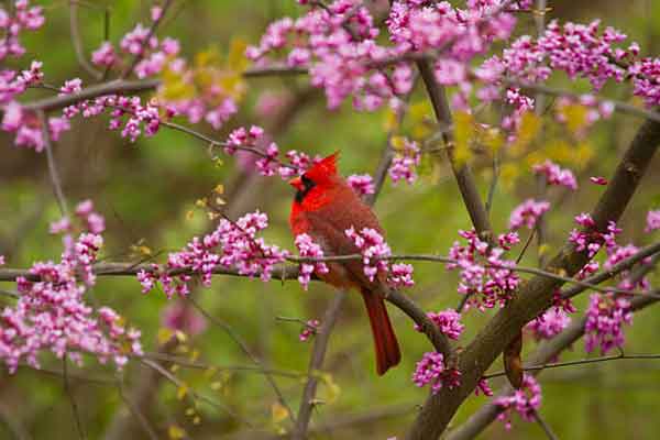 Trời định không nghèo: 3 con giáp có cuộc đời như nắng hè rực rỡ trong tháng 6-4