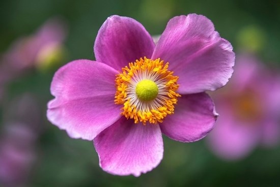 Tử vi ngày 23/6/2023: Tuổi Mùi tự gây bất lợi, tuổi Thân đón nhận thử thách