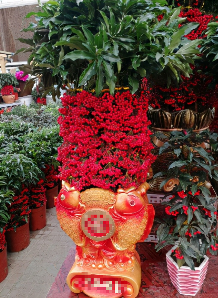 Nhà giàu thích trồng 3 cây cảnh này, đón phước lành, chiêu tài đắc lộc, làm việc gì cũng suôn sẻ-3