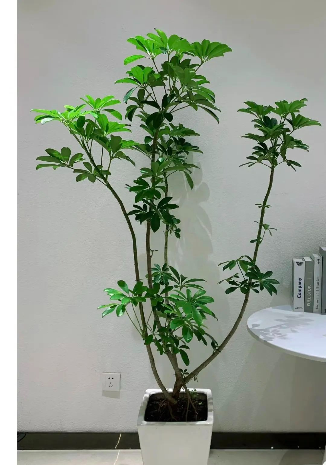 Nhà giàu thích trồng 3 cây cảnh này, đón phước lành, chiêu tài đắc lộc, làm việc gì cũng suôn sẻ-7