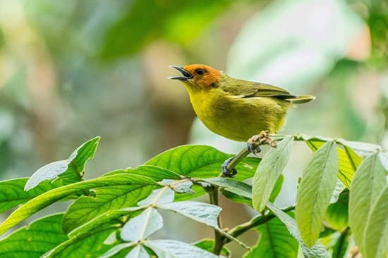Trời định không nghèo: 3 con giáp có cuộc đời như nắng hè rực rỡ trong tháng 6