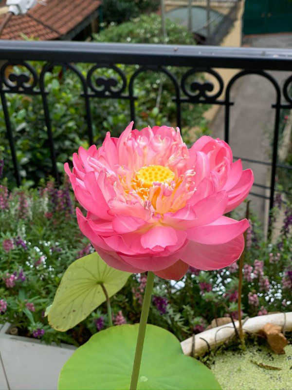 Nuôi con gái lột xác thành thiếu nữ, Hoa hậu Nguyễn Thị Huyền tìm thú vui tao nhã trong căn nhà bạc tỷ ở tuổi 37-8