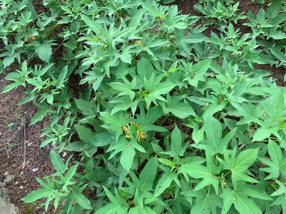 Nuôi con gái lột xác thành thiếu nữ, Hoa hậu Nguyễn Thị Huyền tìm thú vui tao nhã trong căn nhà bạc tỷ ở tuổi 37-12