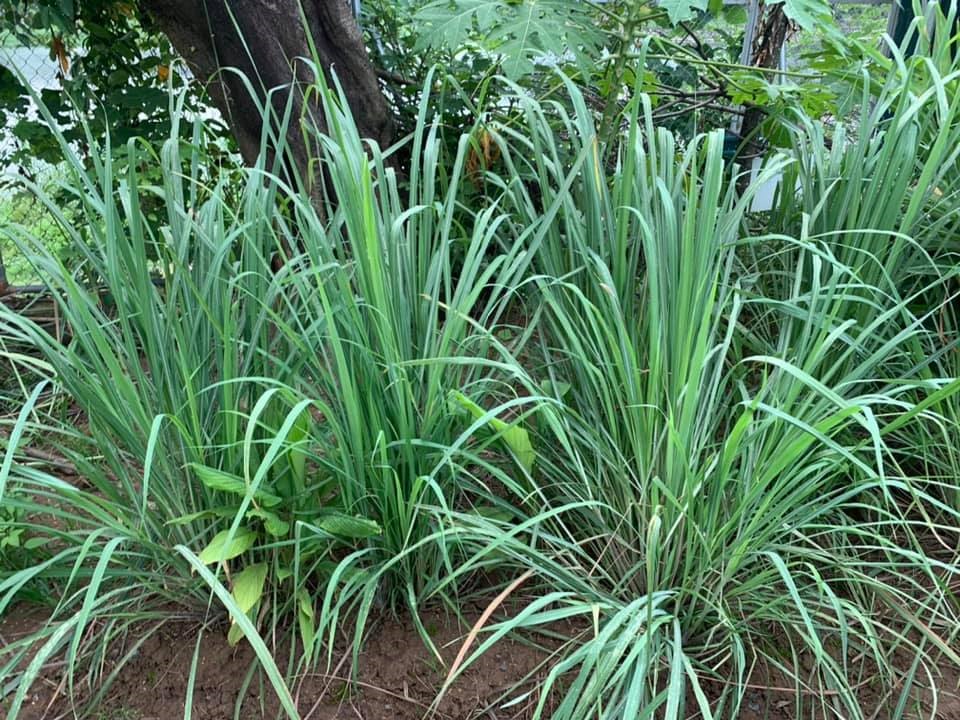 Nuôi con gái lột xác thành thiếu nữ, Hoa hậu Nguyễn Thị Huyền tìm thú vui tao nhã trong căn nhà bạc tỷ ở tuổi 37-17