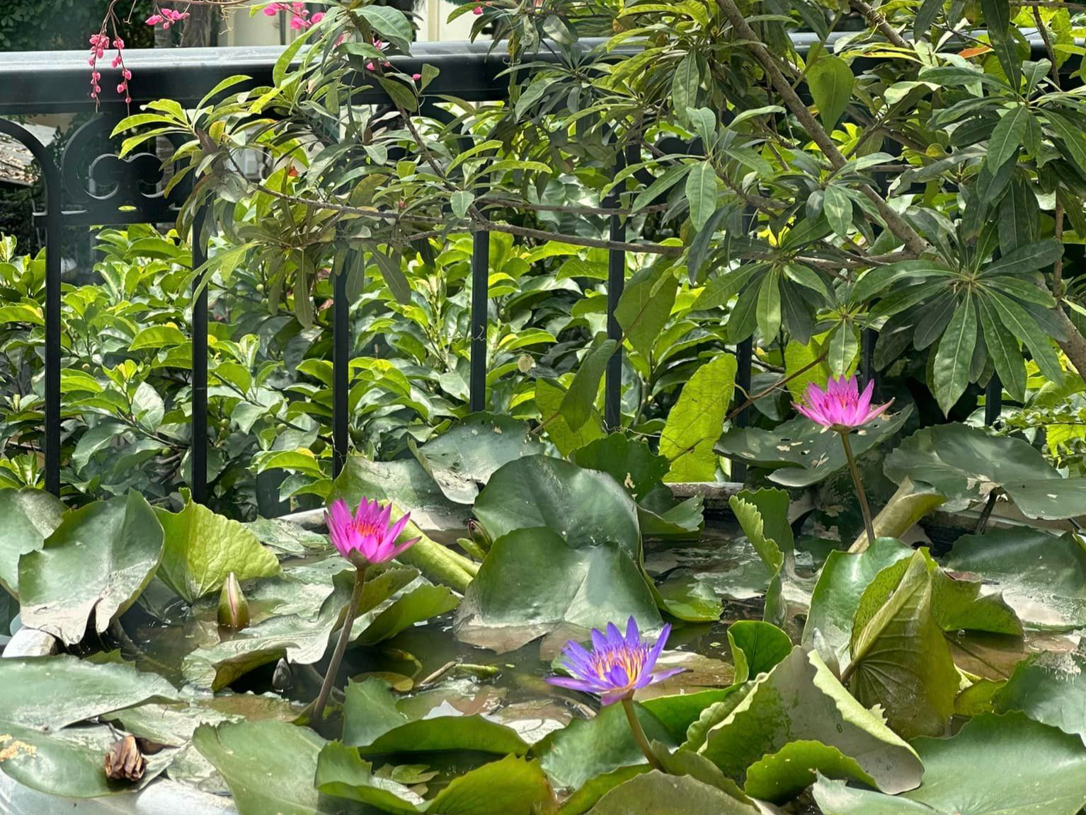 Nuôi con gái lột xác thành thiếu nữ, Hoa hậu Nguyễn Thị Huyền tìm thú vui tao nhã trong căn nhà bạc tỷ ở tuổi 37-21