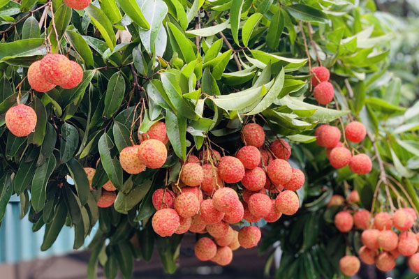 Vải thiều Thanh Hà mua buôn 15 nghìn đồng/kg, năm nay vừa mất mùa vừa mất giá-11