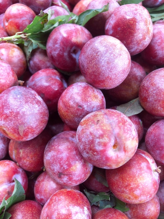 Mận hậu khổng lồ” giá rẻ bất ngờ, chị em mua cả chục cân về ăn dần-1