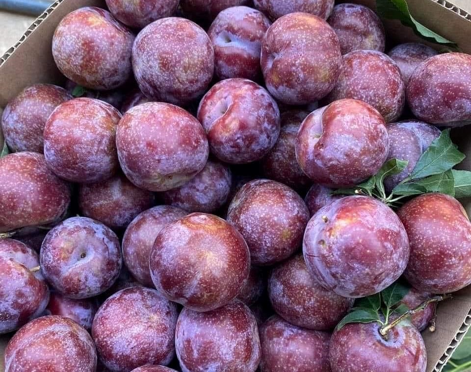 Mận hậu khổng lồ” giá rẻ bất ngờ, chị em mua cả chục cân về ăn dần-2