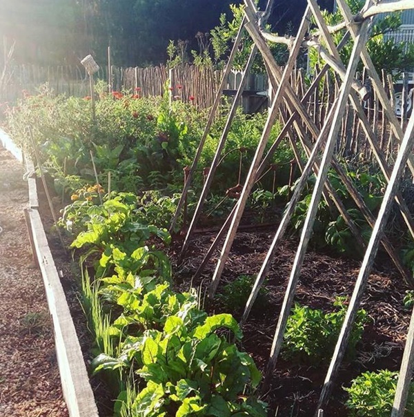 Quá yêu thích khu vườn ở quê, gia đình 5 người không trở lại thành phố-3