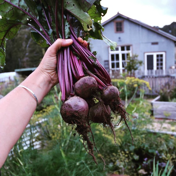 Quá yêu thích khu vườn ở quê, gia đình 5 người không trở lại thành phố-5