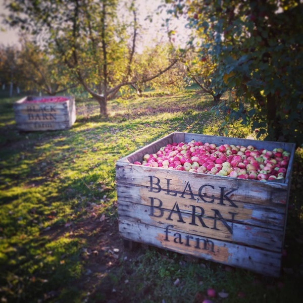 Quá yêu thích khu vườn ở quê, gia đình 5 người không trở lại thành phố-6