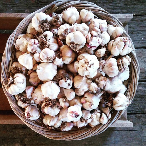 Quá yêu thích khu vườn ở quê, gia đình 5 người không trở lại thành phố-9