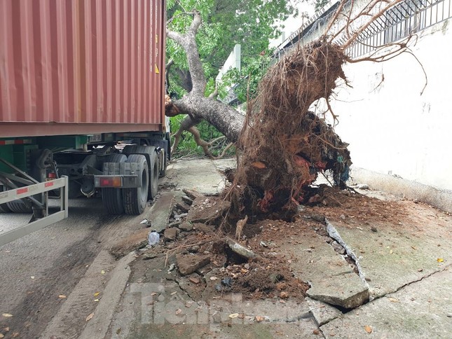 Tài xế container hoảng hồn khi cây xanh cổ thụ bất ngờ đè bẹp cabin-3