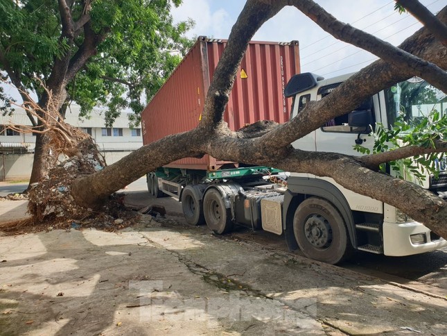 Tài xế container hoảng hồn khi cây xanh cổ thụ bất ngờ đè bẹp cabin-2