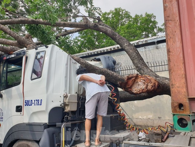 Tài xế container hoảng hồn khi cây xanh cổ thụ bất ngờ đè bẹp cabin-1