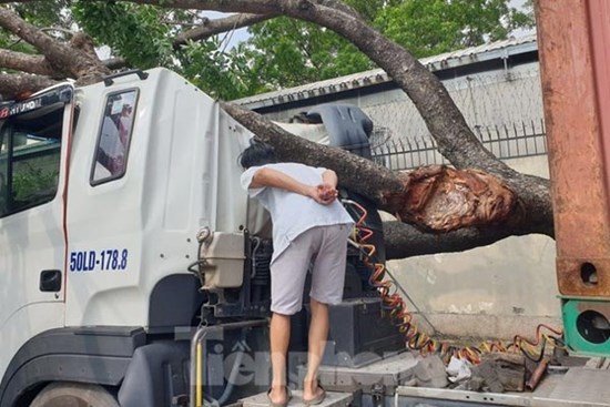 Tài xế container hoảng hồn khi cây xanh cổ thụ bất ngờ đè bẹp cabin