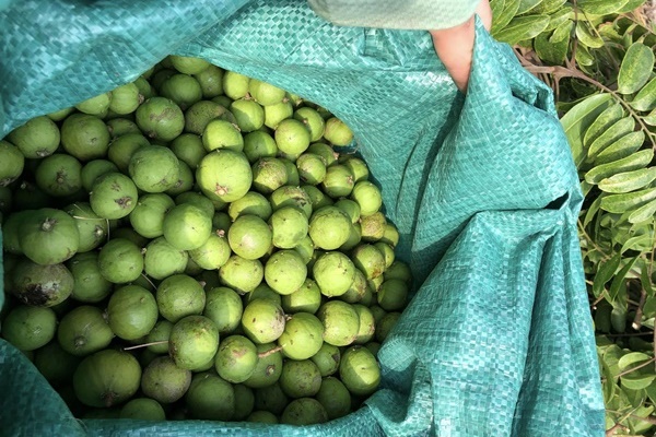 Sấu chín giá cao, chị em đua nhau mua, dân buôn không đủ hàng bán-4