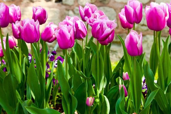 Nhạy bén, tinh tường, 3 con giáp trúng lớn, giàu to, sau Tết Đoan Ngọ không lo thiếu thốn