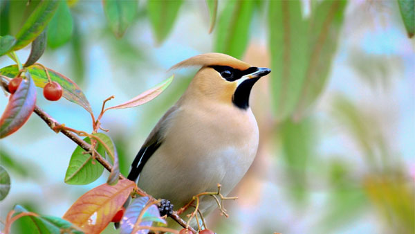 Vận may đến muộn: Ai sinh ngày Âm lịch này cuộc đời lên dốc, trước cay đắng, sau ngọt bùi, tiền tài đều dư dả-3