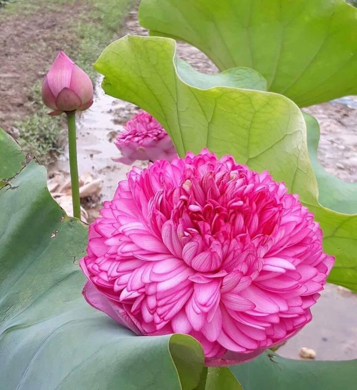 Những loại hoa gây sốt một thời giờ rớt giá thê thảm-1