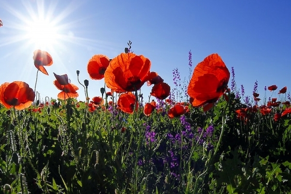 Tử vi tuần mới 26/6 - 2/7/2023: Tuổi Sửu mọi chuyện ổn thỏa, tuổi Hợi tình cảm thăng hoa-4