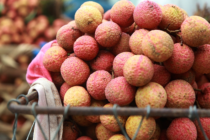 Vải thiều Thanh Hà mua buôn 15 nghìn đồng/kg, năm nay vừa mất mùa vừa mất giá-1