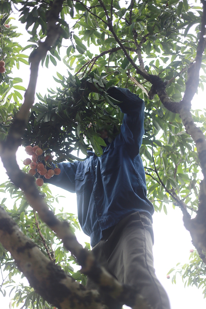 Vải thiều Thanh Hà mua buôn 15 nghìn đồng/kg, năm nay vừa mất mùa vừa mất giá-8