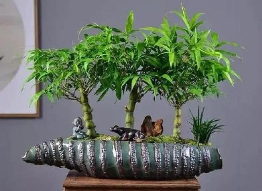 Nhà giàu thích đặt 4 cây cảnh này trong phòng tắm vừa thanh lọc không khí lại thu tài, phát lộc-3