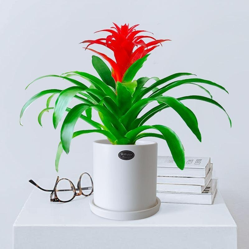 Nhà giàu thích đặt 4 cây cảnh này trong phòng tắm vừa thanh lọc không khí lại thu tài, phát lộc-4