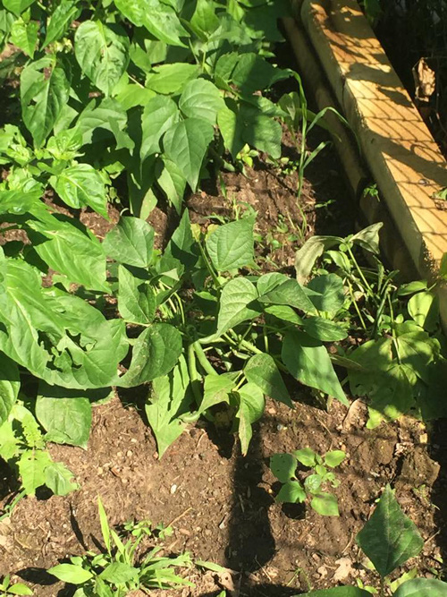 Nữ ca sĩ sống như bà hoàng tại Mỹ, chồng cứ thích là tặng biệt thự, siêu xe-14