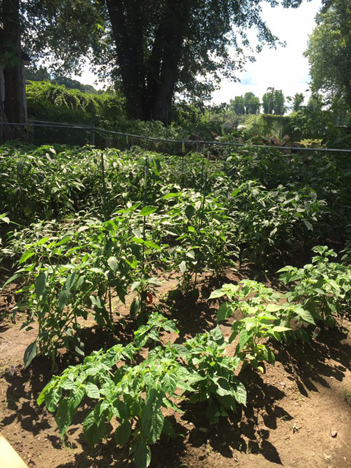 Nữ ca sĩ sống như bà hoàng tại Mỹ, chồng cứ thích là tặng biệt thự, siêu xe-16