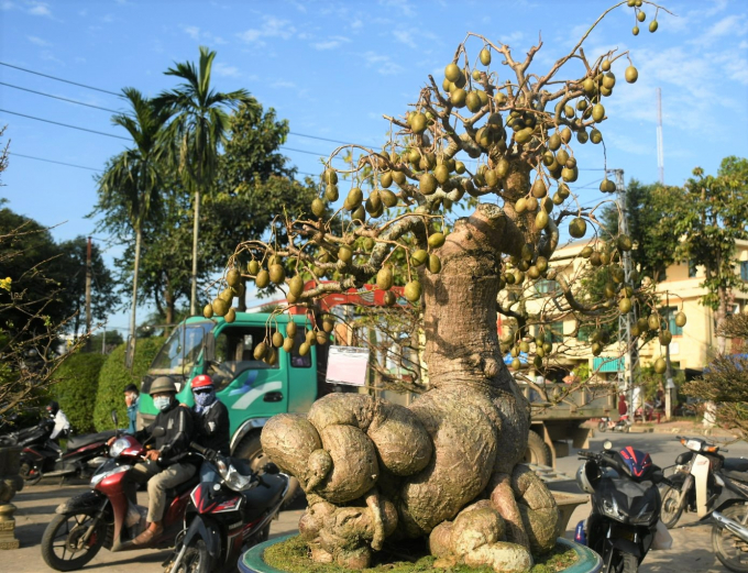 Những cây như khúc củi khô, một khi vào tay đại gia yêu cây cảnh thổi thêm chi tiết lạ lên ngay tiền tỷ-1