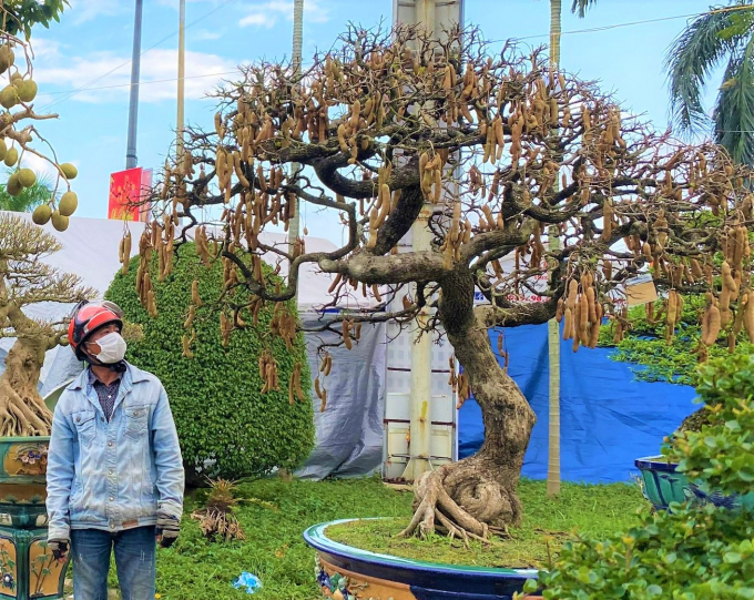 Những cây như khúc củi khô, một khi vào tay đại gia yêu cây cảnh thổi thêm chi tiết lạ lên ngay tiền tỷ-3