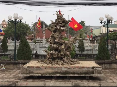 Những cây như khúc củi khô, một khi vào tay đại gia yêu cây cảnh thổi thêm chi tiết lạ lên ngay tiền tỷ-5